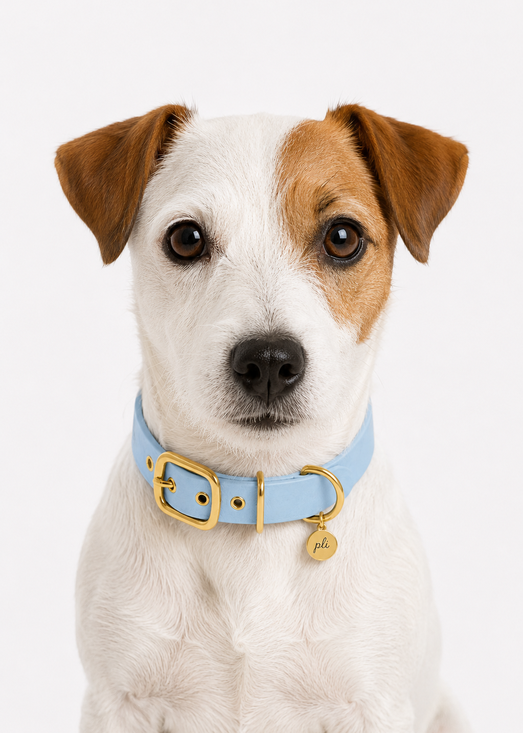 Chien de race Jack Russel portant le collier en Biothane bleu clair Baby Breeze de PLI Paris