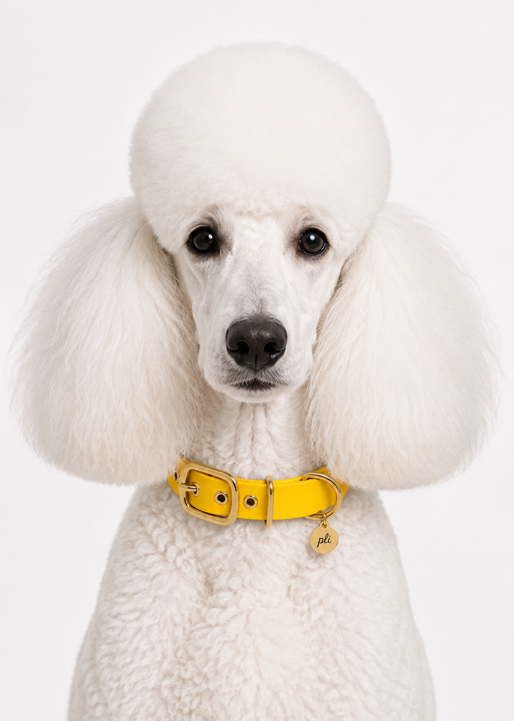 Chien de race Caniche portant le collier en Biothane jaune Goldy Mama de PLI Paris