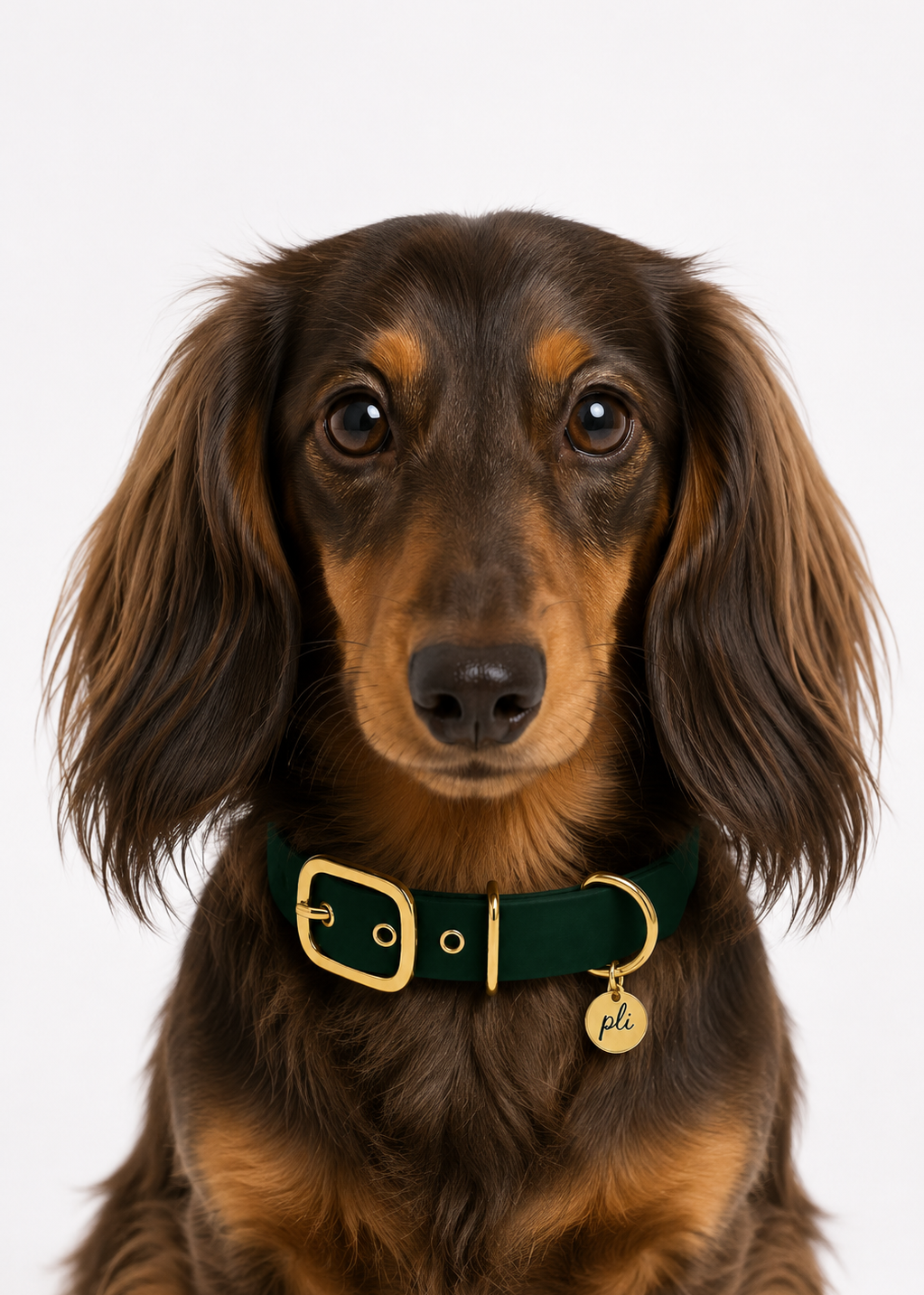 Chien de race teckel portant le collier en Biothane vert foncé Green Forest de PLI Paris