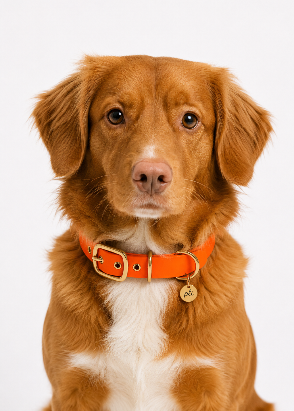 Chien de berger portant le collier en Biothane orange néon Orange Mécanique de PLI Paris