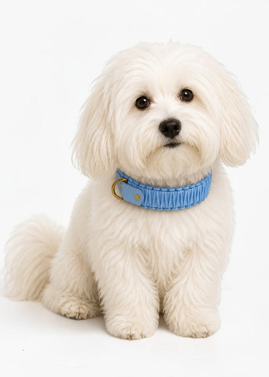 Chien de race Coton de Tuléar portant le collier en Biothane et paracord tressée bleu pastel Baby Breeze de la marque PLI Paris.