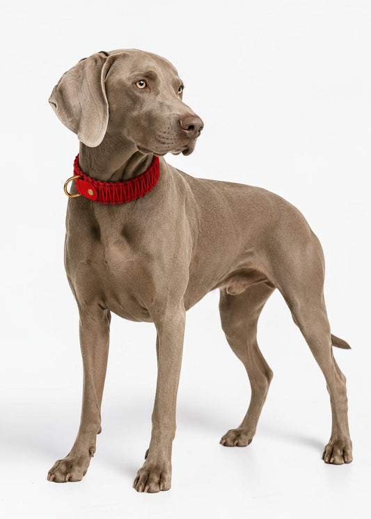 Chien de race Braque de Weimar portant le collier en Biothane et paracord tressée rouge Big Kiss de la marque PLI Paris.