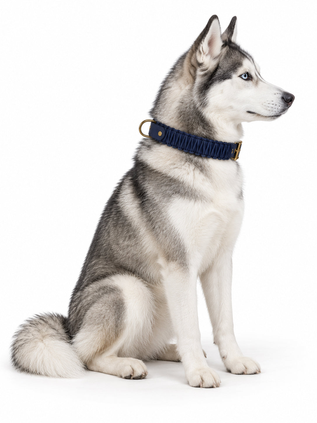 Chien de race Husky portant le collier en Biothane et paracord tressée bleu marine Billy Jean de la marque PLI Paris.