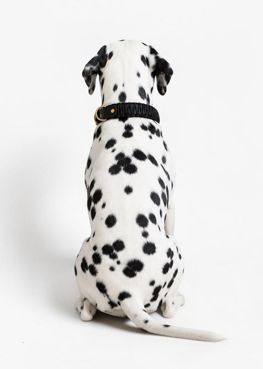 Chien de race Dalmatien portant le collier en Biothane et paracord tressée noir Black Mamba de la marque PLI Paris.