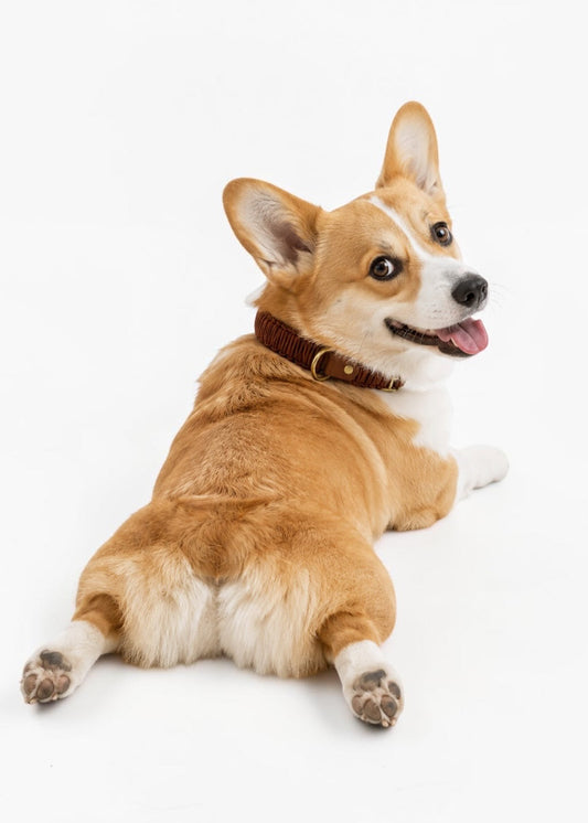 Chien de race Corgi portant le collier en Biothane et paracord tressée marron Brown Sugar de la marque PLI Paris.