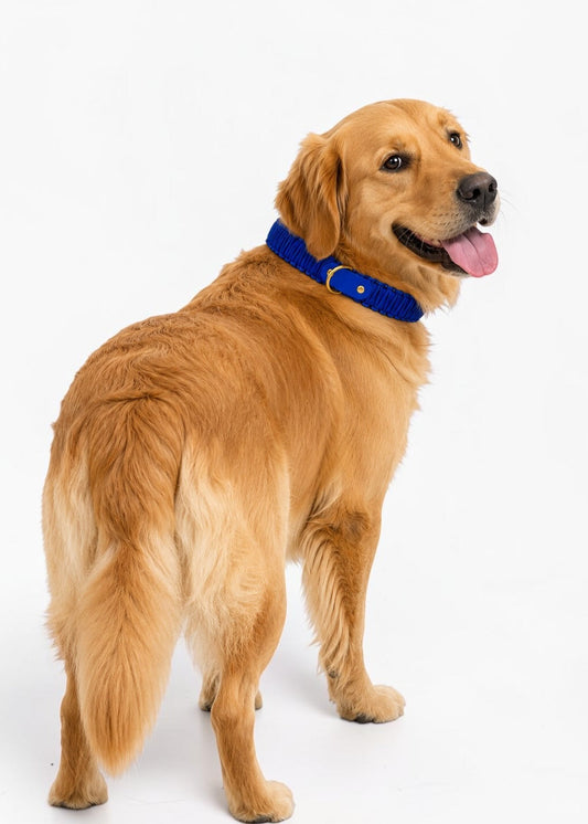 Chien de race Golden Retriever portant le collier en Biothane et paracord tressée bleu Deep Sea de la marque PLI Paris.