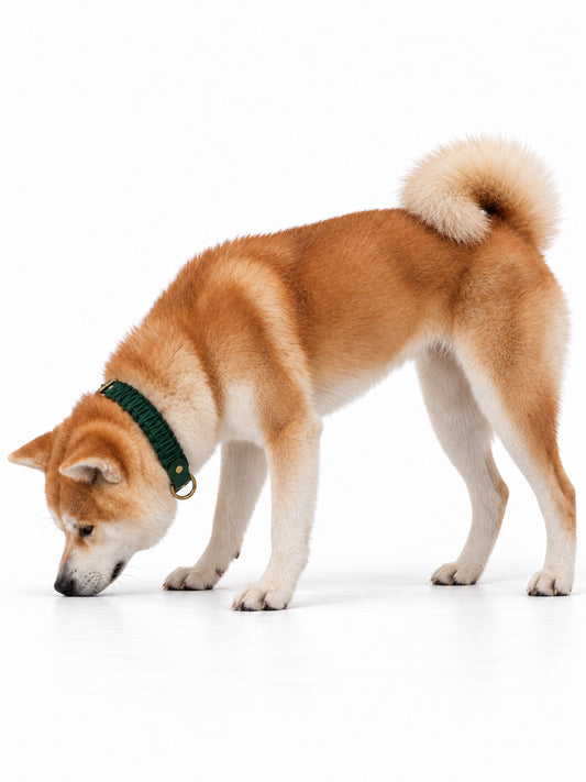 Chien de race Akita portant le collier en Biothane et paracord tressée vert sapin Green Forest de la marque PLI Paris.