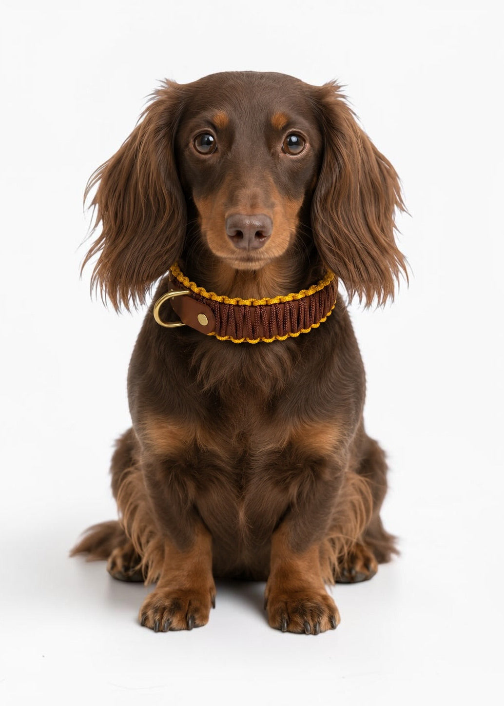Chien de race Teckel à poils longs marron portant le collier en Biothane et paracord tressée jmarron et jaune Havana de la marque PLI Paris.