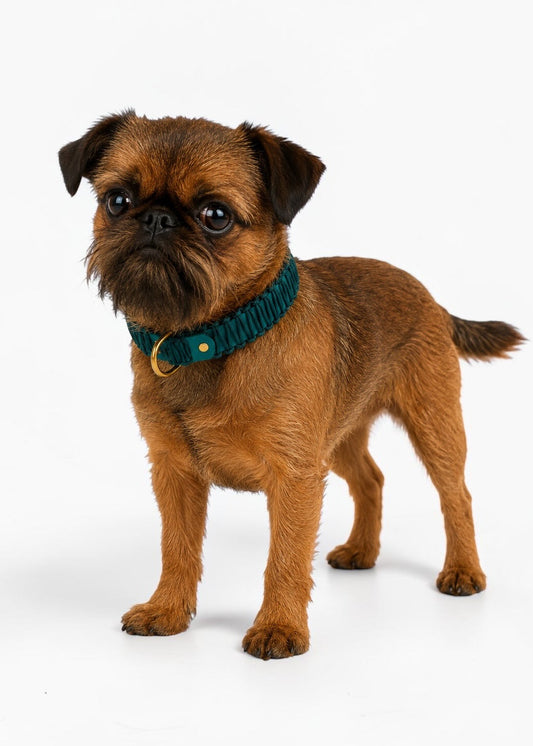 Chien de race Petit Brabançon portant le collier en Biothane et paracord tressée turquoise Lagoon Lover de la marque PLI Paris.