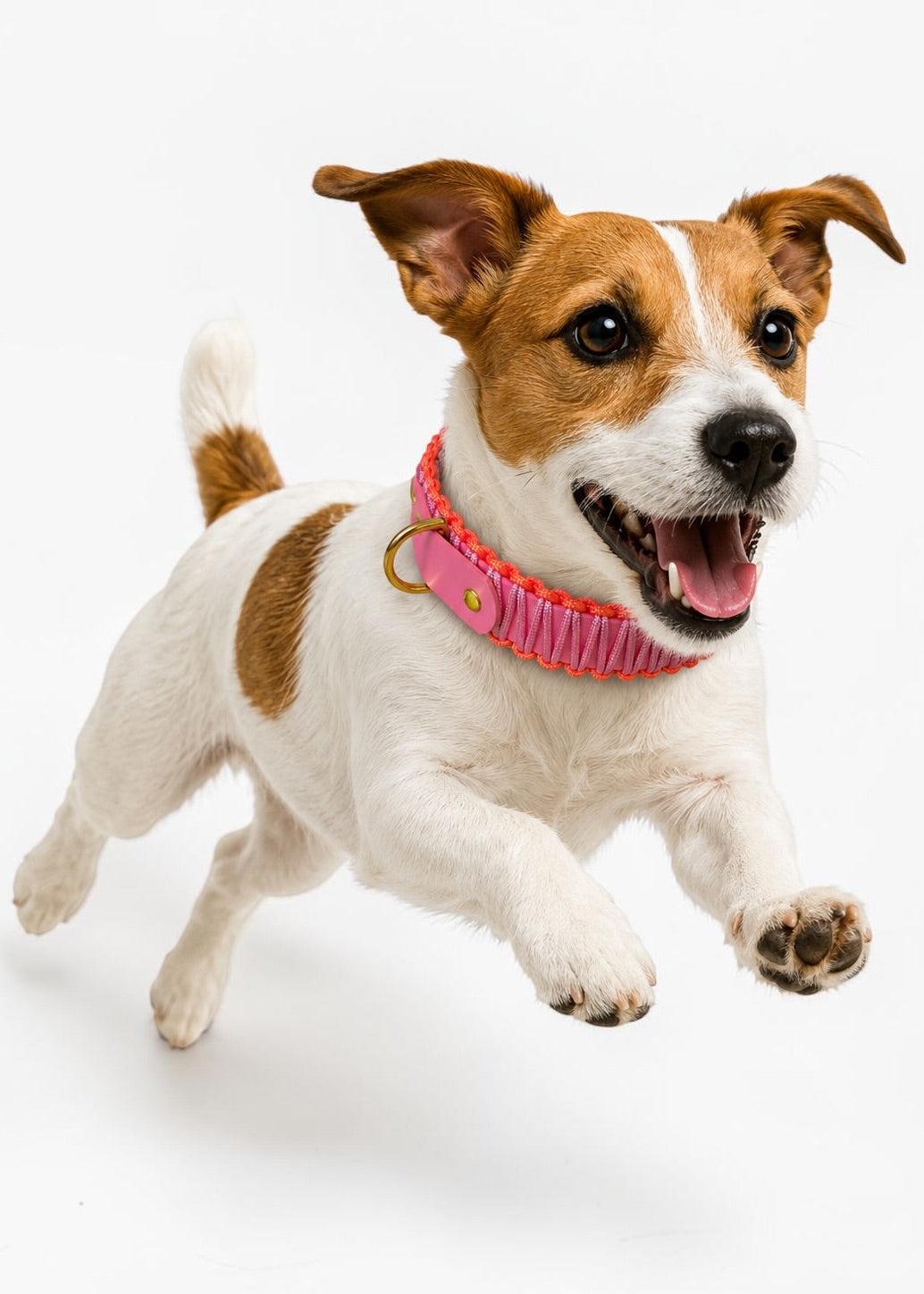 Chien de race Jack Russel portant le collier en Biothane et paracord tressée rose et orange Malibu de la marque PLI Paris.