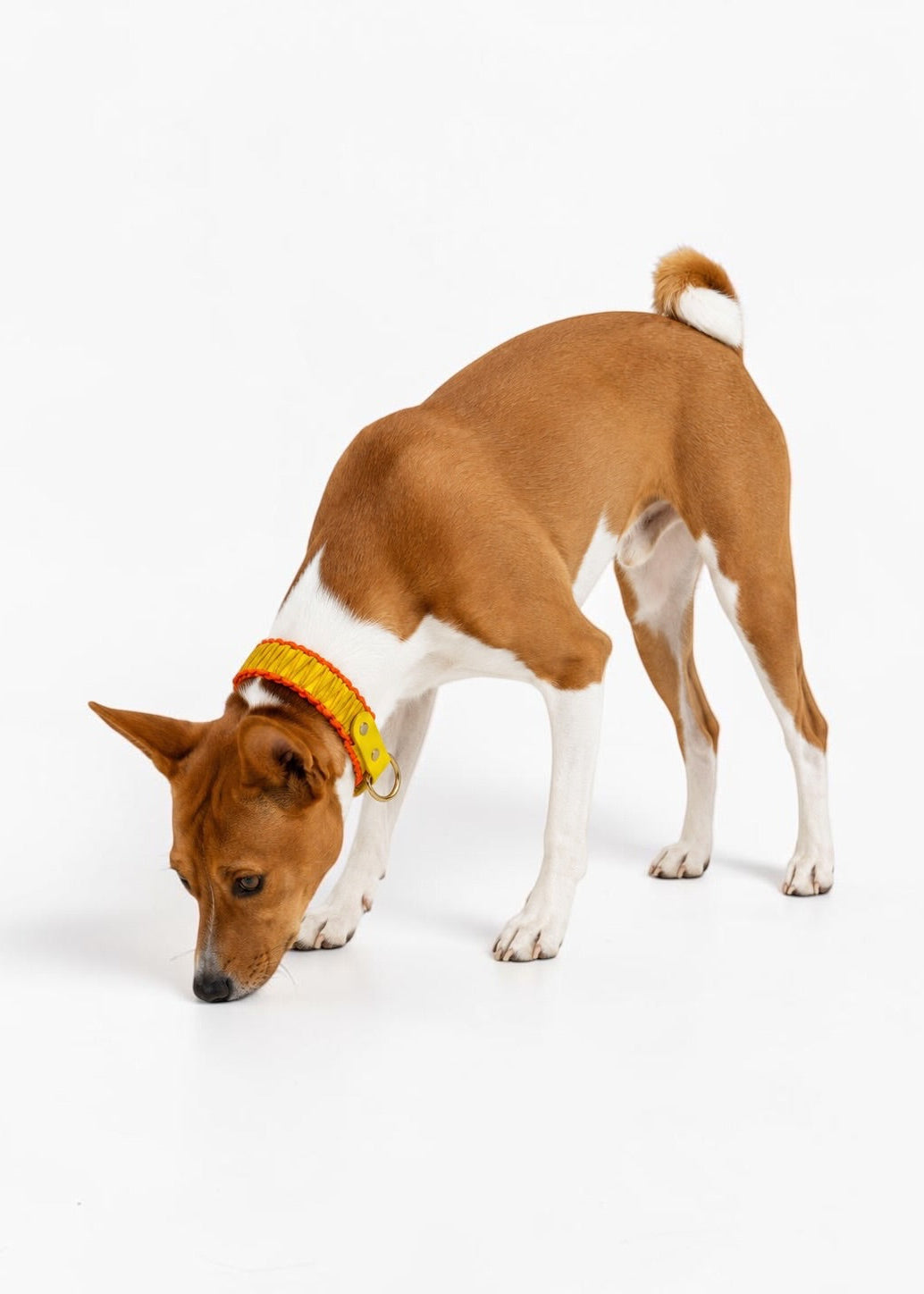 Chien de race Basenji portant le collier en Biothane et paracord tressée jaune et orange Miami de la marque PLI Paris.