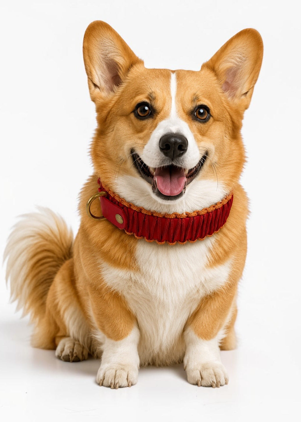 Chien de race Corgi portant le collier en Biothane et paracord tressée rouge et marron clair Monaco de la marque PLI Paris.