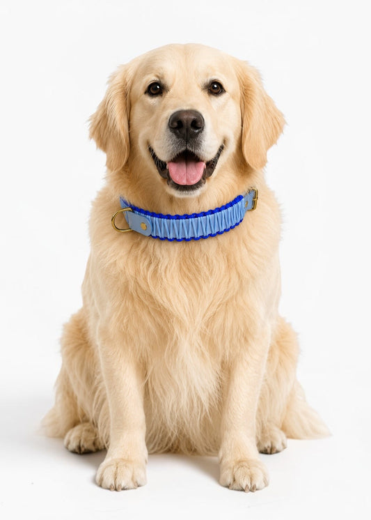 Chien de race Golden retriever portant le collier en Biothane et paracord tressée bleu pastel et bleu klein Mykonos de la marque PLI Paris.