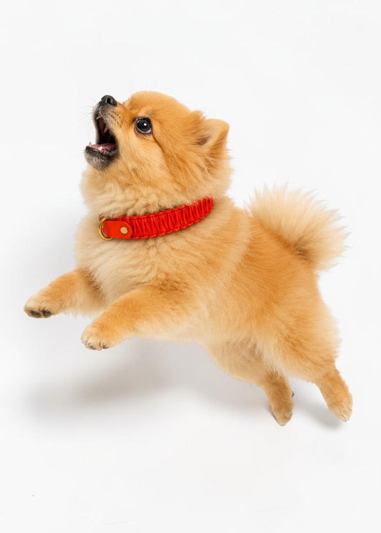 Chien de race Spitz nain portant le collier en Biothane et paracord tressée orange néon Orange Mécanique de la marque PLI Paris.