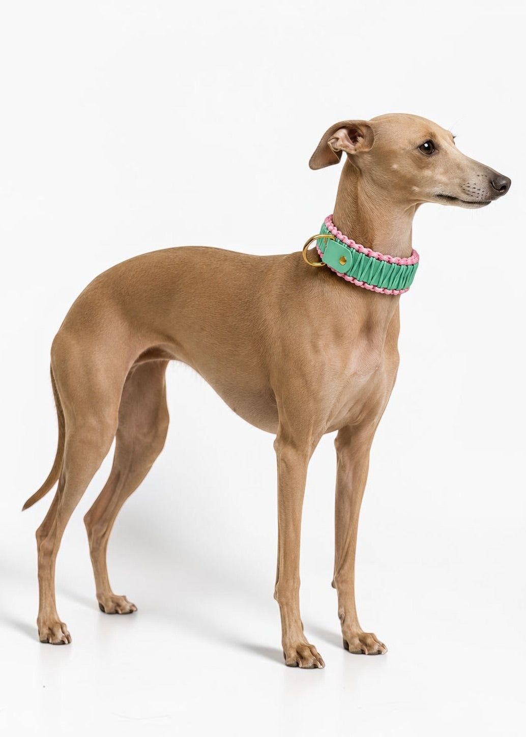 Chien de race lévrier italien whippet portant le collier en Biothane et paracord tressée vert pastel et rose Palm Springs de la marque PLI Paris.