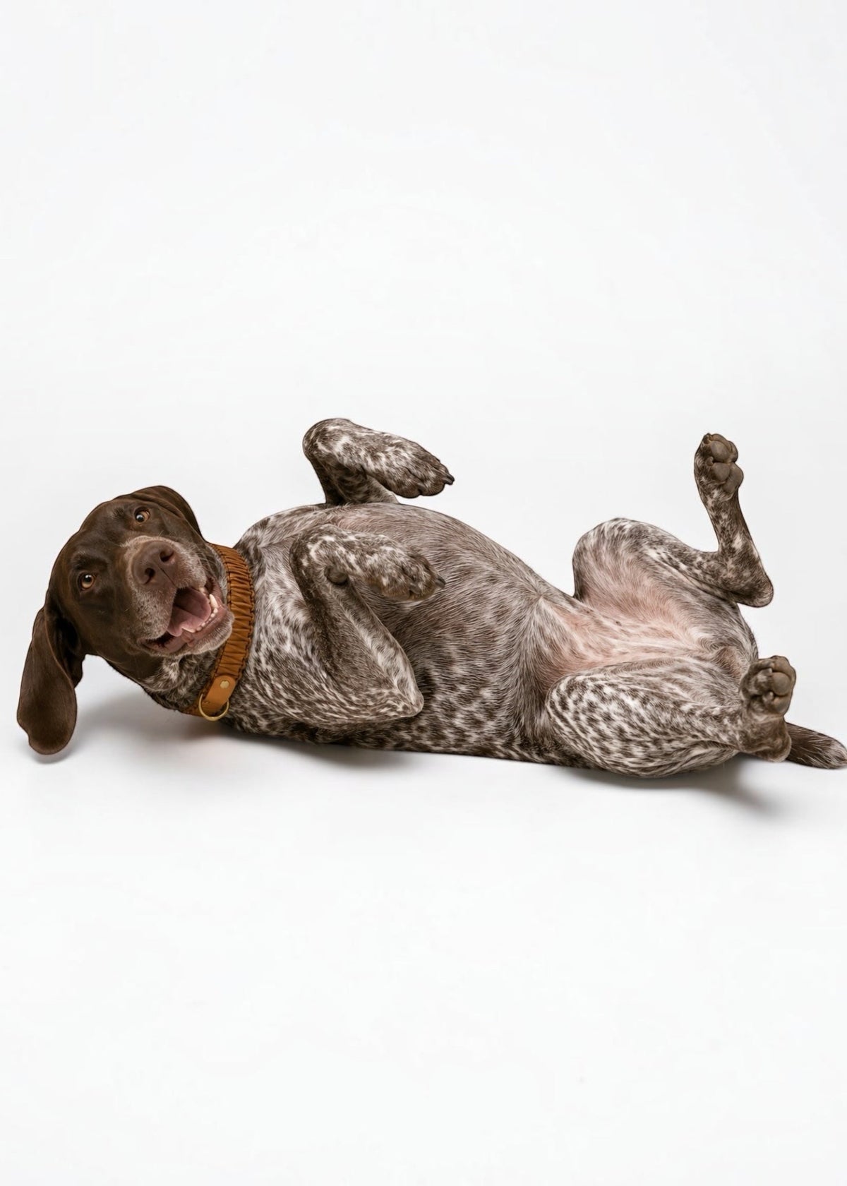 Chien de race Braque allemand portant le collier en Biothane et paracord tressée marron clair bronze Peach Please de la marque PLI Paris.
