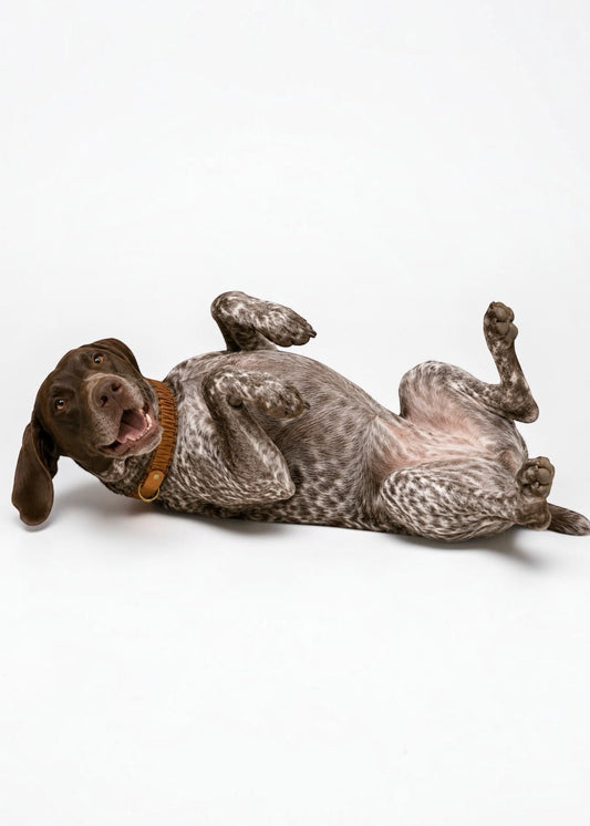 Chien de race Braque allemand portant le collier en Biothane et paracord tressée marron clair bronze Peach Please de la marque PLI Paris.