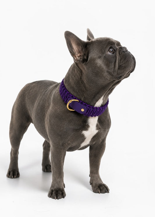 Chien de race Bulldig Français portant le collier en Biothane et paracord tressée violet Purple Rain de la marque PLI Paris.