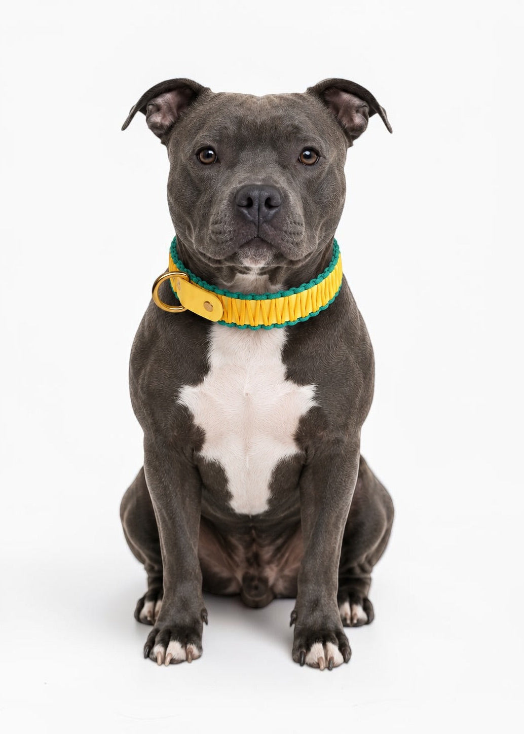 Chien de race Staffy portant le collier en Biothane et paracord tresséejaune pastel et vert Rio de la marque PLI Paris.