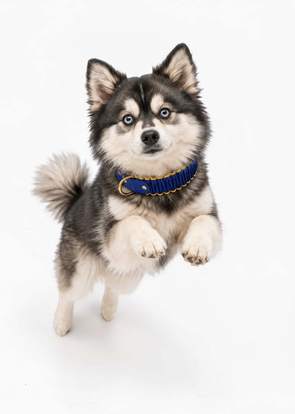 Chien de race Pomsky portant le collier en Biothane et paracord tressée bleu et jaune Stockholm de la marque PLI Paris.