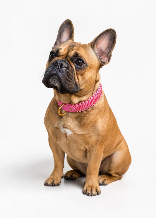 Chien de race Bulldog Français portant le collier en Biothane et paracord tressée rose pastel Sweet Candy de la marque PLI Paris.