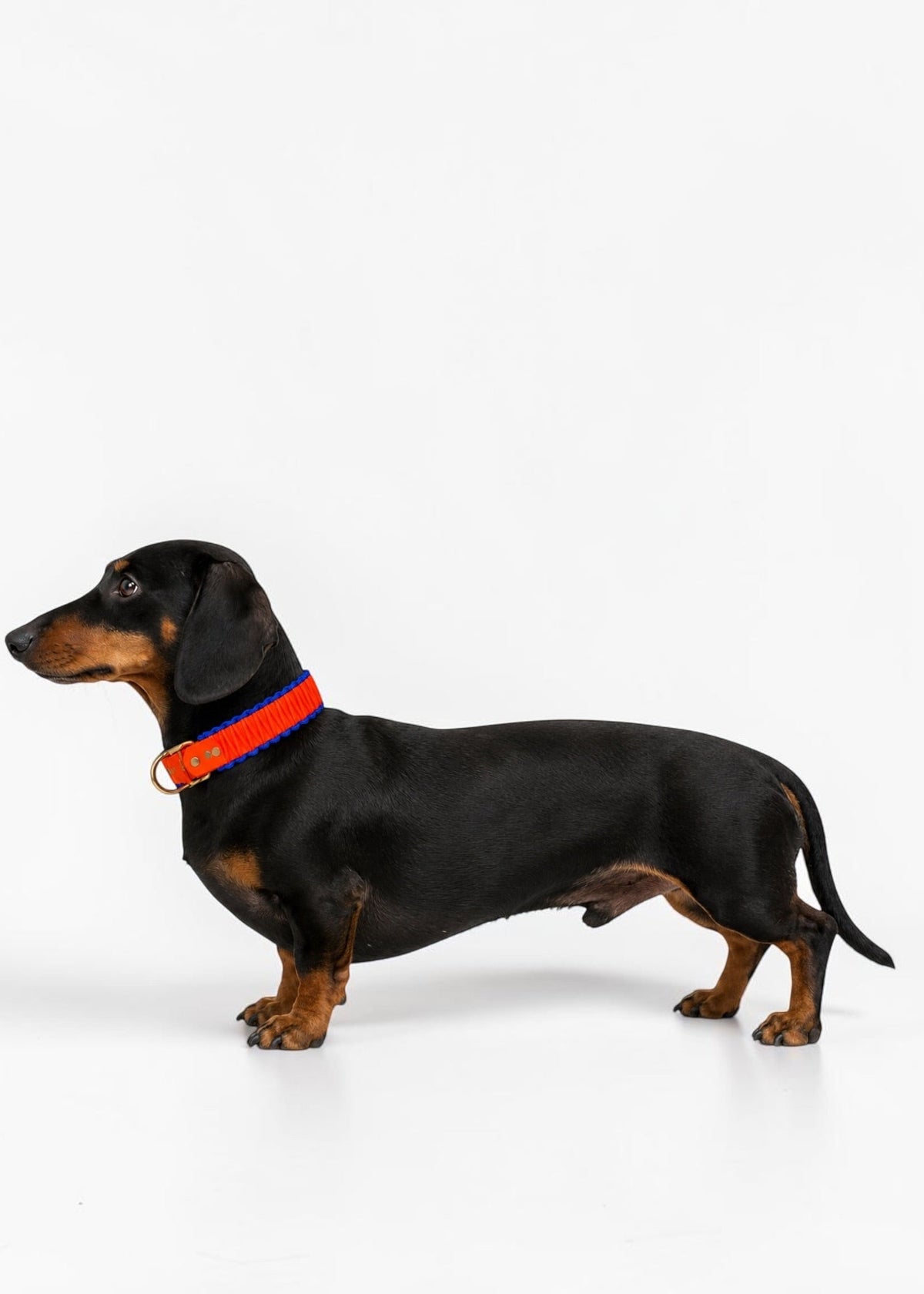 Chien de race Teckel à poils court portant le collier en Biothane et paracord tressée orange néon et bleu Sydney de la marque PLI Paris.