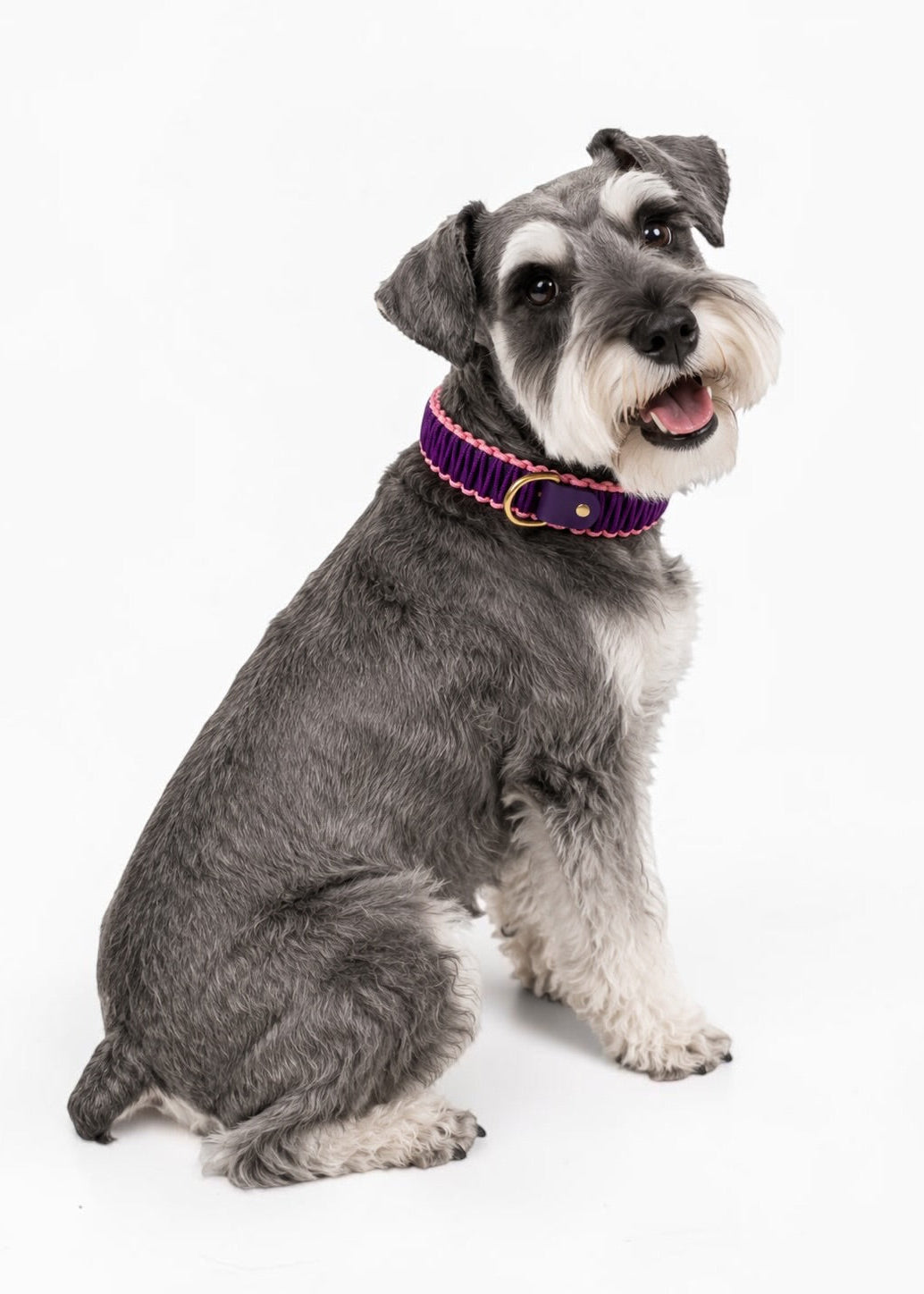Chien de race Schnauzer portant le collier en Biothane et paracord tressée violet et rose pastel Tokyo de la marque PLI Paris.