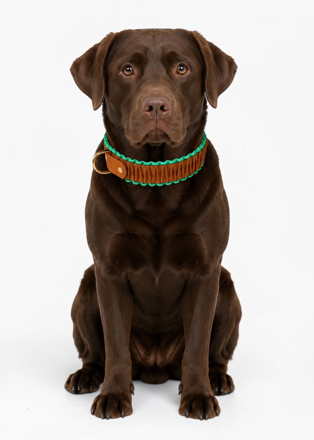 Chien de race labrador chocolat portant le collier en Biothane et paracord tressée marron clair bronze et vert pastel Tulum de la marque PLI Paris.
