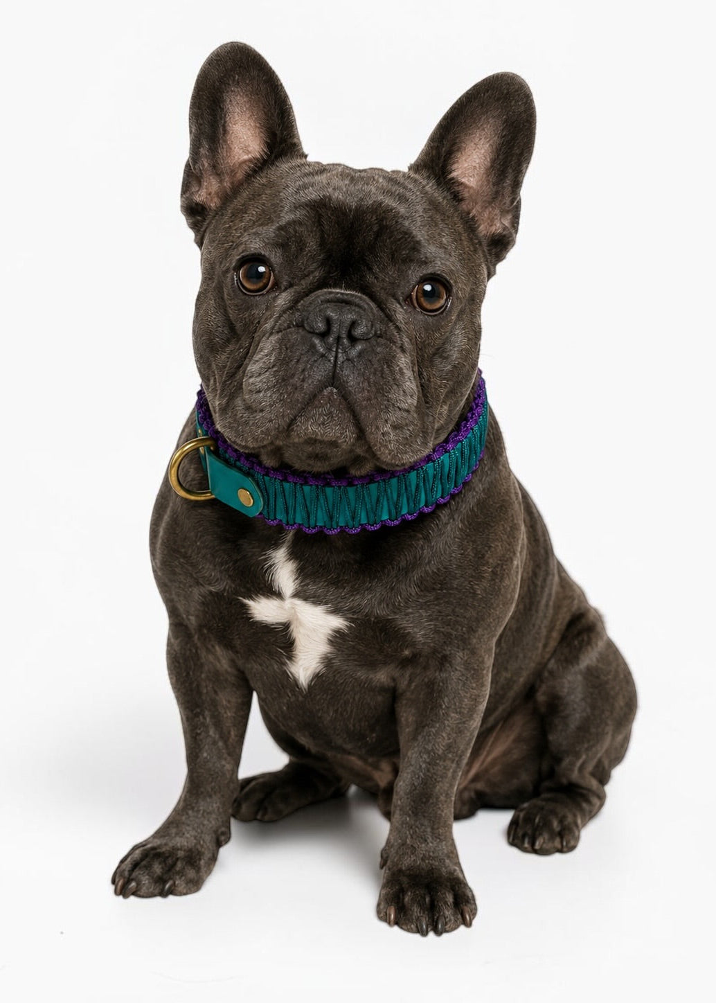 Chien de race Bulldog Français portant le collier en Biothane et paracord tressée violet et turquoise Venise de la marque PLI Paris.