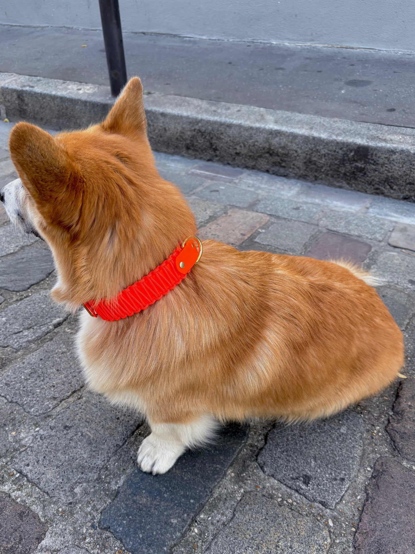 collier réglable en Biothane et corde orange