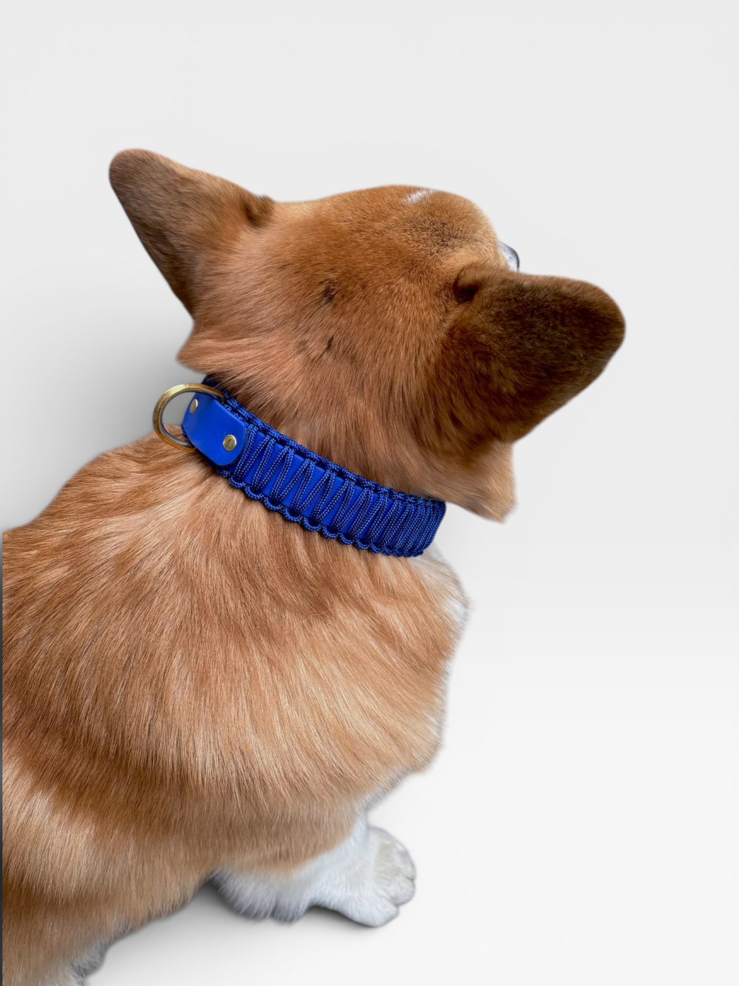 collier réglable en biothane et corde PLI Paris