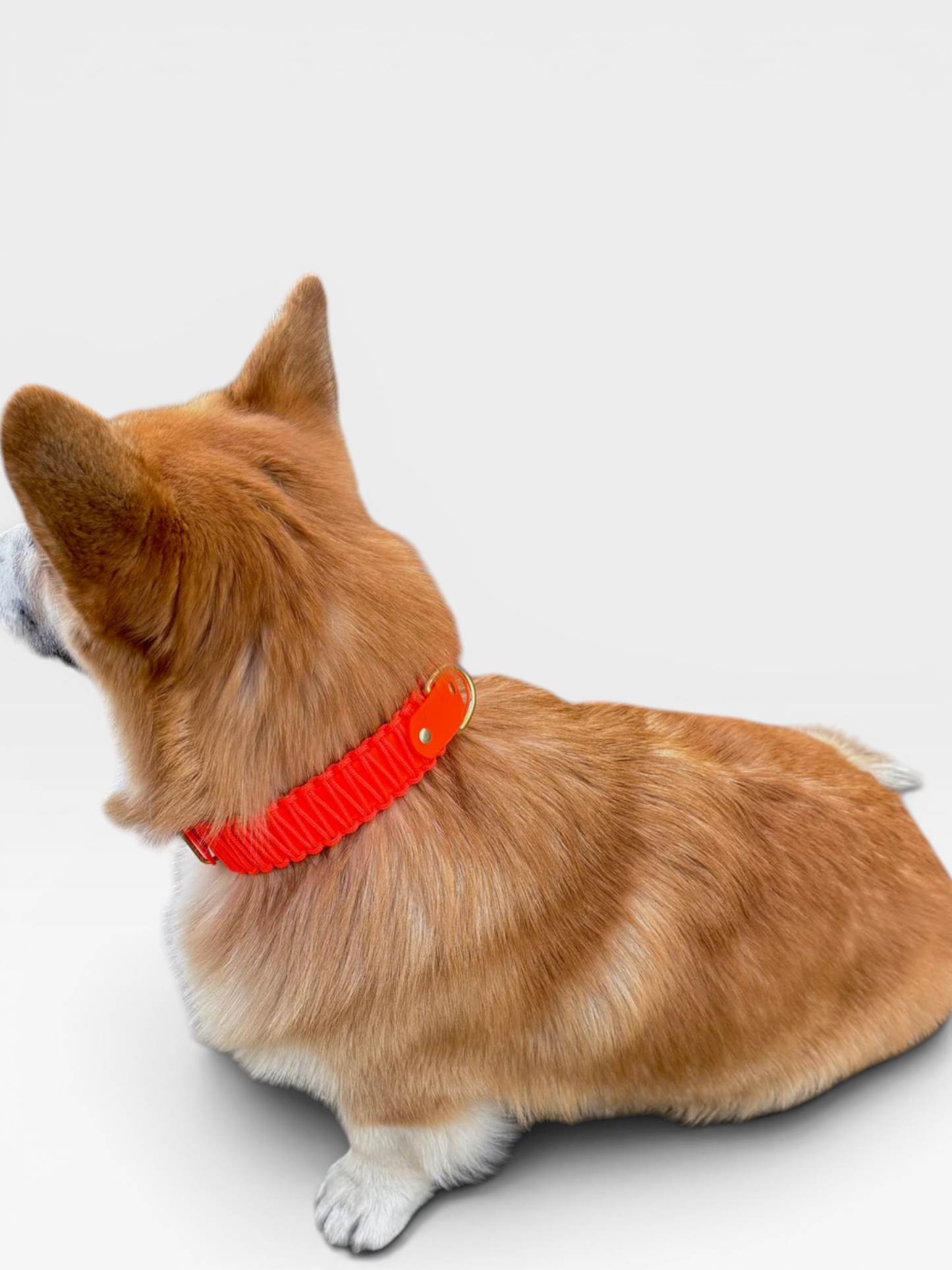 collier réglable en biothane et corde PLI Paris