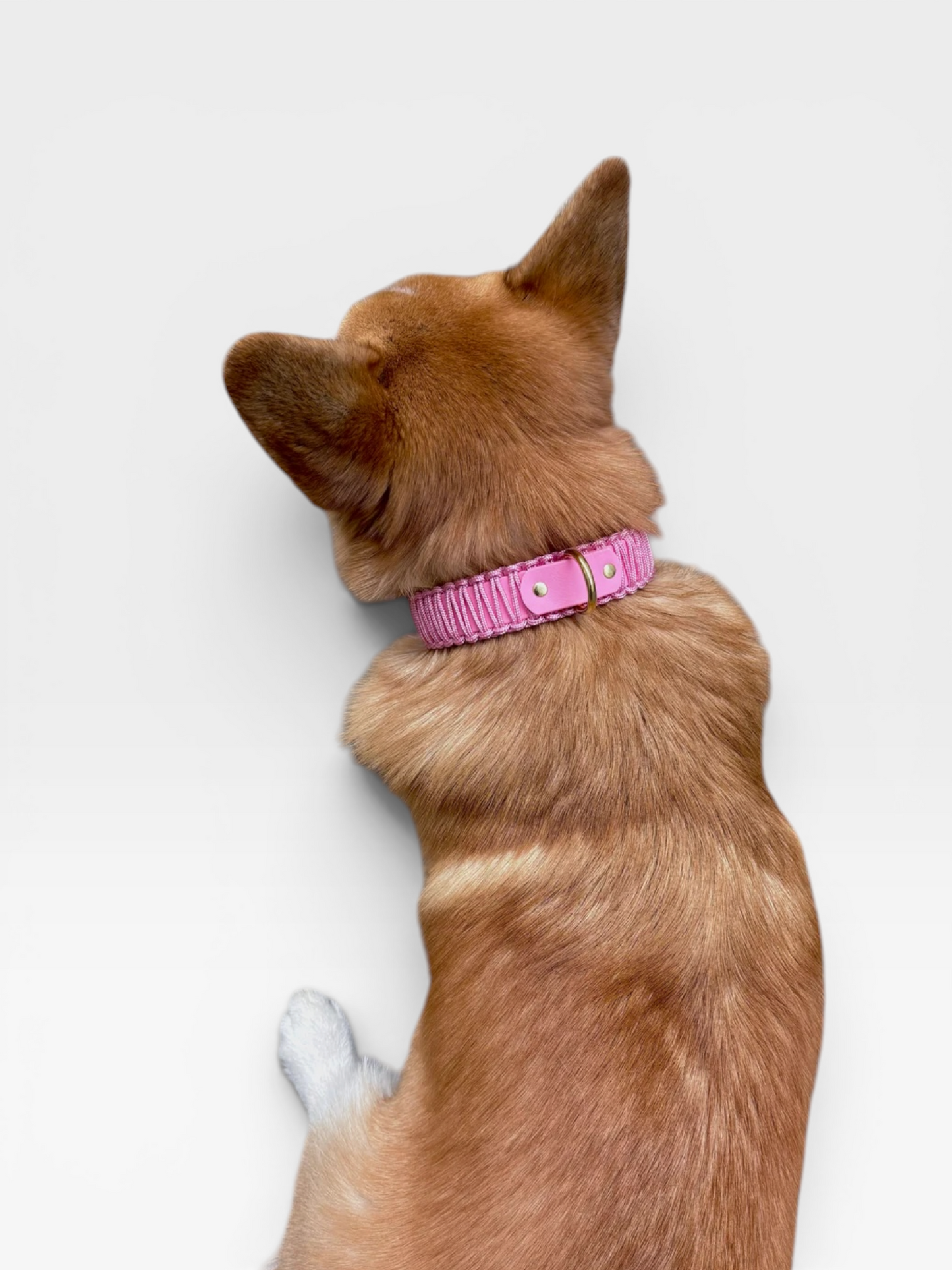 collier réglable en biothane et corde PLI Paris