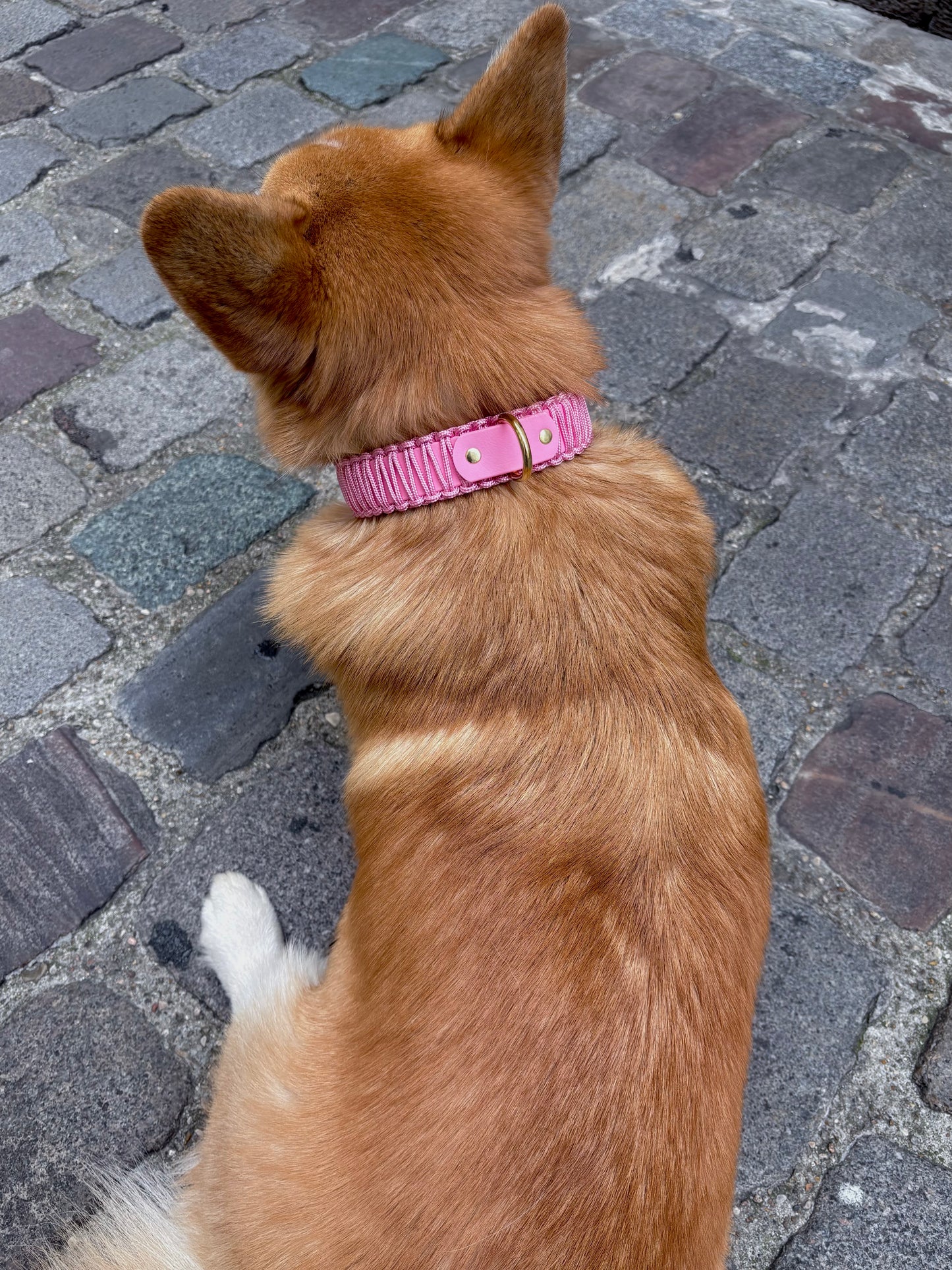 collier réglable en Biothane et corde rose