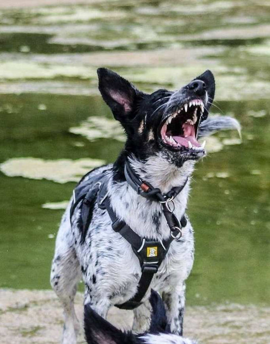 Chien réactif ou qui tire : Quelle laisse choisir pour travailler la marche au pied ?