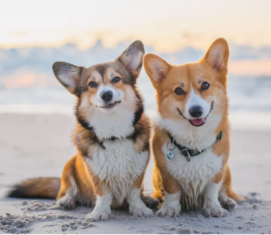 welsh corgi PLI Paris