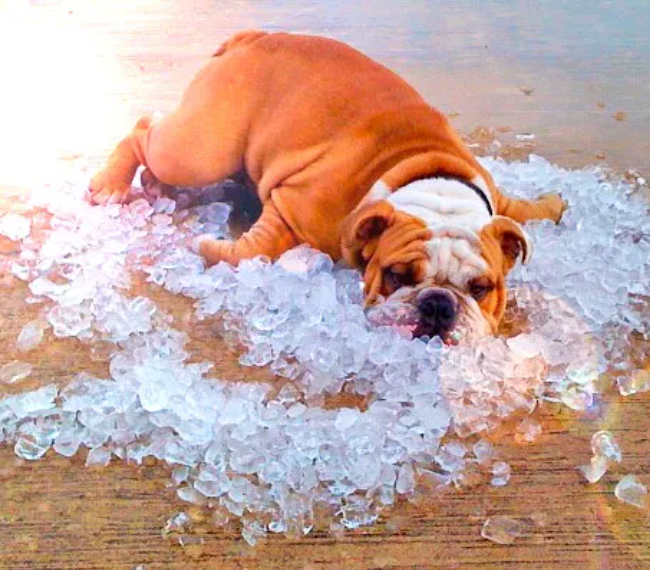 chien chaleur canicule PLI Paris