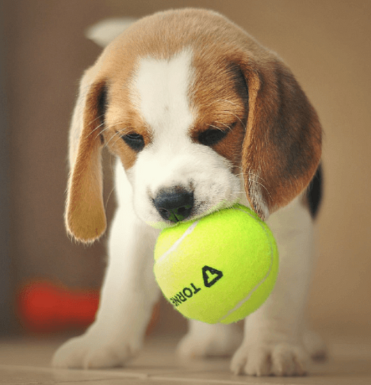 chien chiot PLI Paris