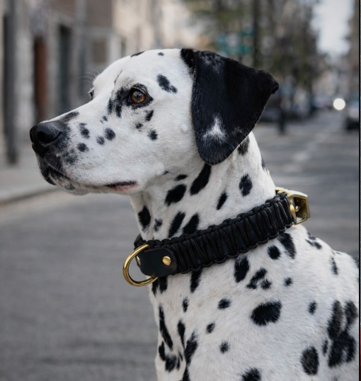 collier en biothane et corde PLI Paris