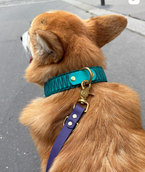 collier et laisse pour chien en biothane PLI Paris