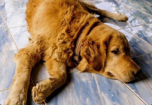 chien arthrose PLI Paris
