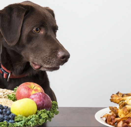 aliments toxiques pour chiens PLI Paris