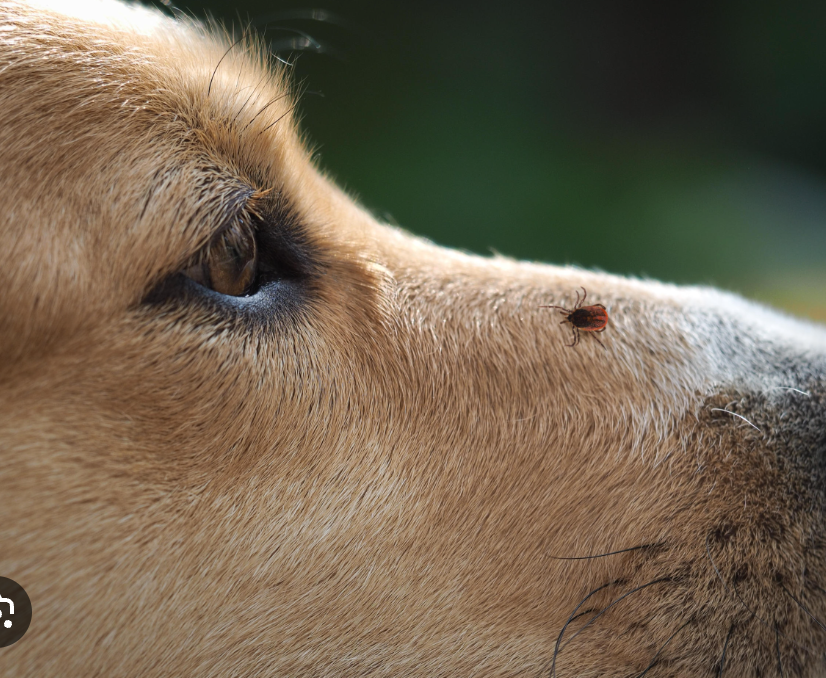 chien tiques puces PLI Paris