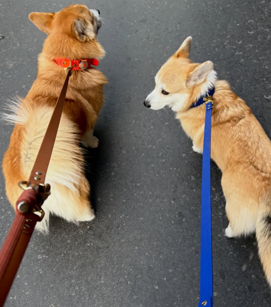 chien qui tire en laisse PLI Paris