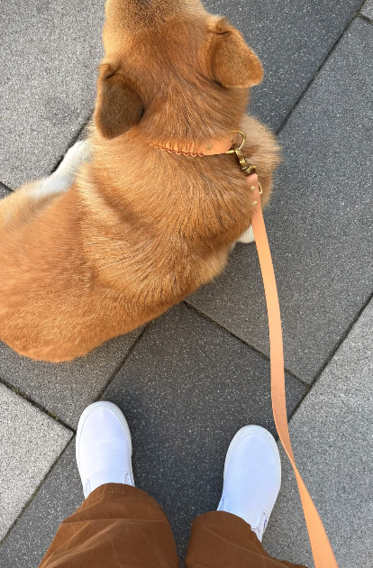 promenade balade chien PLI Paris