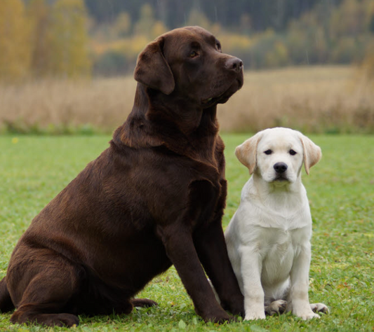labrador chien PLI Paris