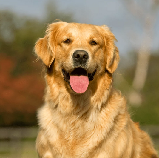 Golden Retriever PLI Paris