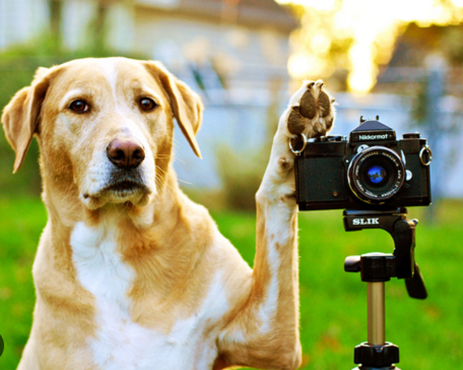 faire une photo de son chien PLI Paris