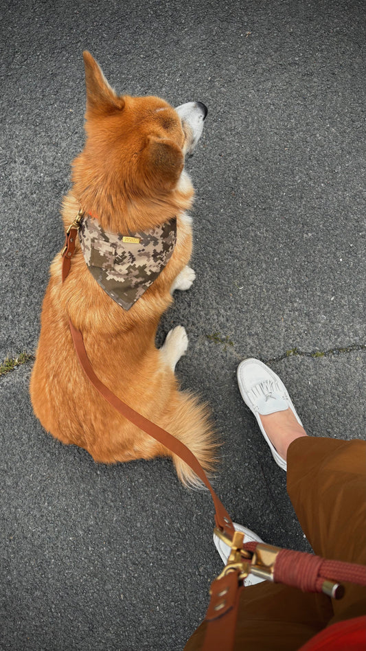 Comment assortir les accessoires de son chien à son propre style ? (La tendance "Dog Look")