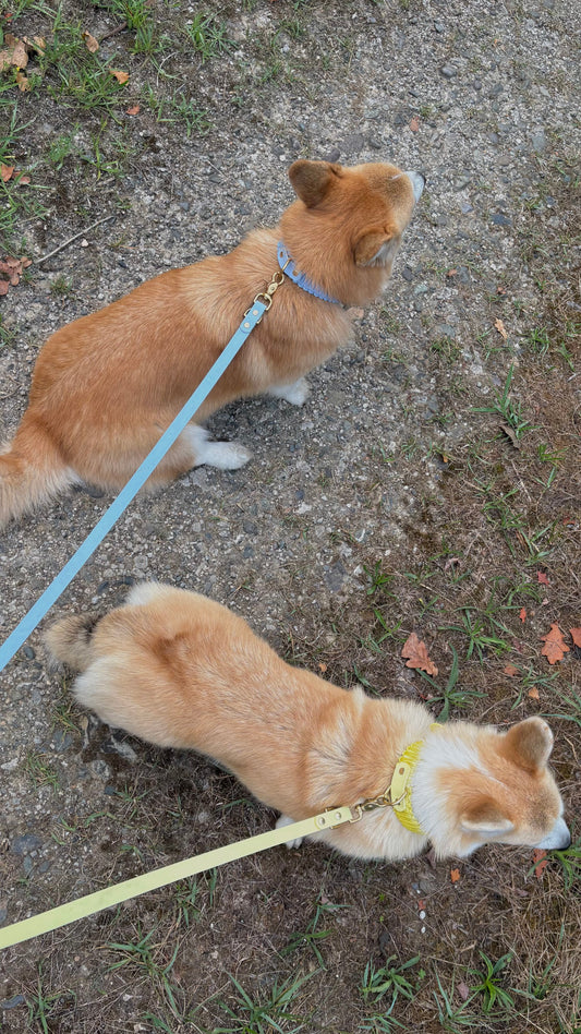 Zoom sur les races : 5 accessoires indispensables pour le Welsh Corgi (et le Teckel)